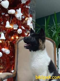 American Akita İnu Yavrularimiz 2