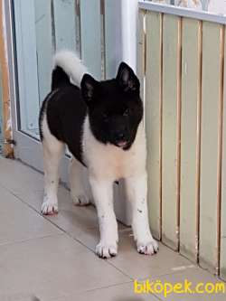 American Akita İnu Yavrularimiz 1