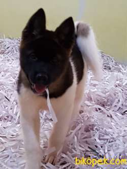American Akita İnu Yavrularimiz 4
