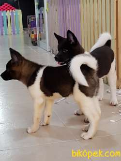 American Akita İnu Yavrularimiz 2