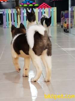 American Akita İnu Yavrularimiz 5