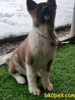 American Akita İnu Yavrularimiz 5