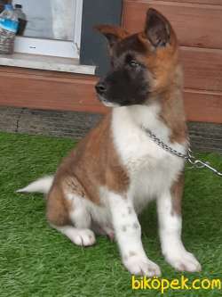 American Akita İnu Yavrularimiz 2