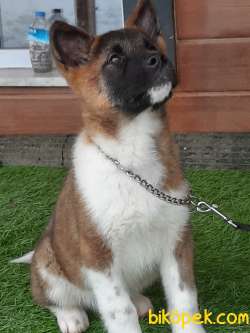 American Akita İnu Yavrularimiz 4