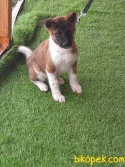 American Akita İnu Yavrularimiz 1