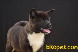 AMERICAN AKITA YAVRULARI 4