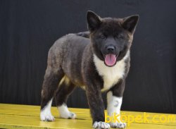 AMERICAN AKITA YAVRULARI 5