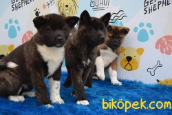 AMERICAN AKITA YAVRULARI 1