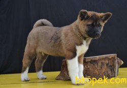 AMERICAN AKITA YAVRULARI 2