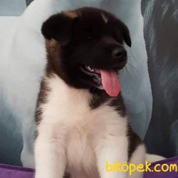 American Akita Yavruları 2