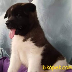 American Akita Yavruları 1