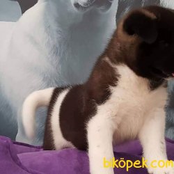American Akita Yavruları 3