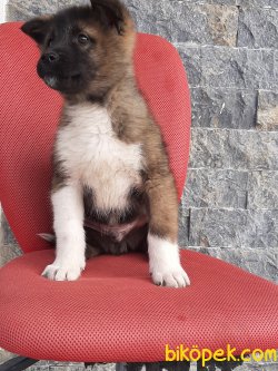 AMERİCAN AKITA YAVRULARI 2