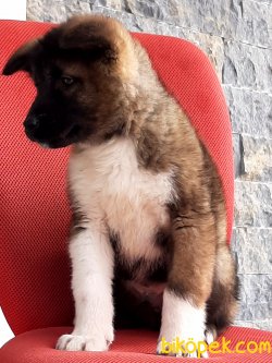 AMERİCAN AKITA YAVRULARI 3