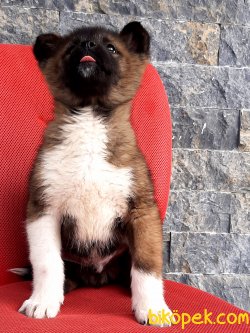 AMERİCAN AKITA YAVRULARI 5