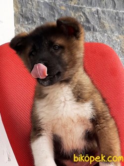 AMERİCAN AKITA YAVRULARI 1