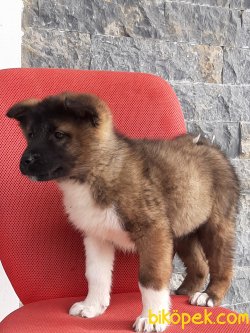 AMERİCAN AKITA YAVRULARI 4