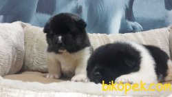 AMERİCAN AKITA YAVRULARI 1