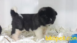 AMERİCAN AKITA YAVRULARI 2
