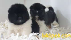 AMERİCAN AKITA YAVRULARI 4