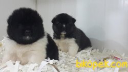 AMERİCAN AKITA YAVRULARI 3