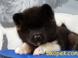 AMERİCAN AKITA YAVRULARI 5