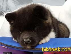 AMERİCAN AKITA YAVRULARI 3