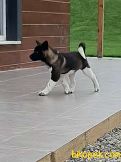 AMERİCAN AKITA YAVRULARI 3