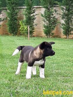 AMERİCAN AKITA YAVRULARI 4