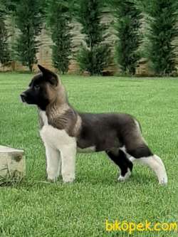 AMERİCAN AKITA YAVRULARI 1