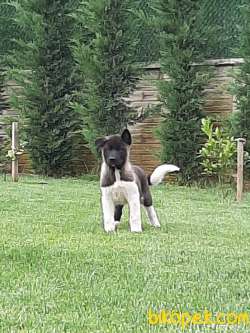 AMERİCAN AKITA YAVRULARI 2