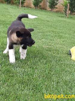 AMERİCAN AKITA YAVRULARI 5