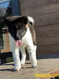 AMERİCAN AKITA YAVRULARI 2