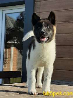 AMERİCAN AKITA YAVRULARI 5