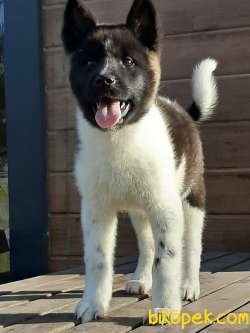 AMERİCAN AKITA YAVRULARI 1
