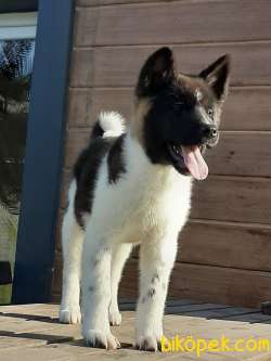 AMERİCAN AKITA YAVRULARI 4