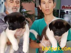 AMERİCAN AKITA YAVRULARI 4