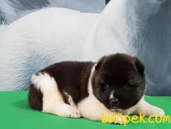 AMERİCAN AKITA YAVRULARI 2