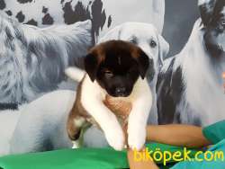 AMERİCAN AKITA YAVRULARI 1