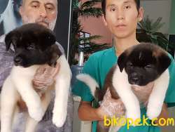AMERİCAN AKITA YAVRULARI 5