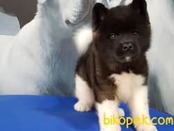 AMERİCAN AKITA YAVRULARI 3