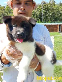 AMERİCAN AKITA YAVRULARI 2