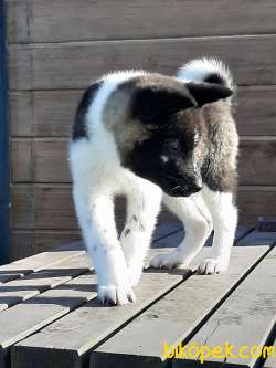 AMERİCAN AKITA YAVRULARI 2