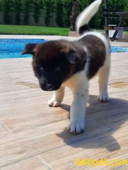 AMERİCAN AKITA YAVRULARI 3