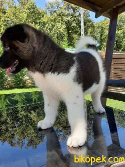 AMERİCAN AKITA YAVRULARI 5