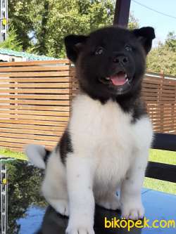 AMERİCAN AKITA YAVRULARI 1