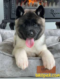 AMERİCAN AKITA YAVRULARI 2