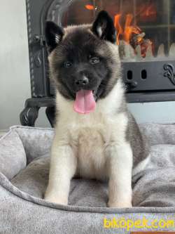 AMERİCAN AKITA YAVRULARI 1