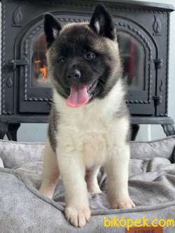 AMERİCAN AKITA YAVRULARI 4
