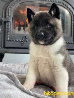 AMERİCAN AKITA YAVRULARI 3